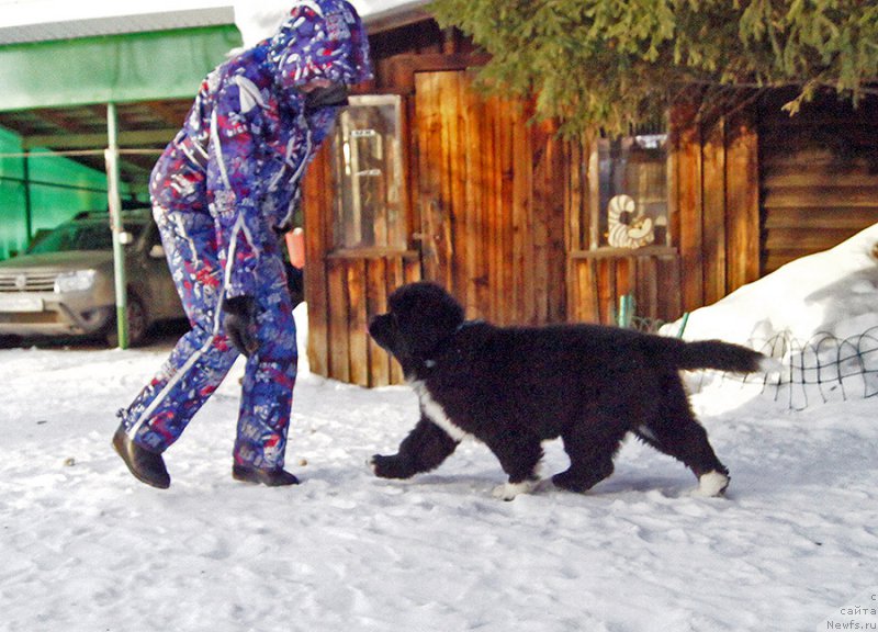 Фото: ньюфаундленд Супер Бизон Татонка