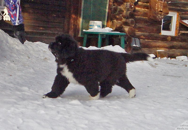 Фото: ньюфаундленд Супер Бизон Татонка