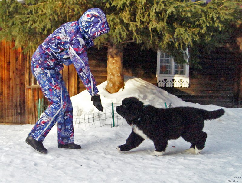 Фото: ньюфаундленд Супер Бизон Татонка