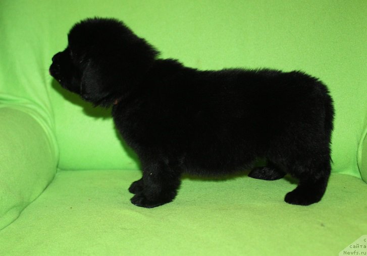 Фотография № 221059