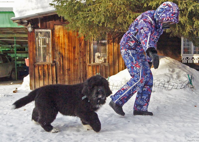 Фото: ньюфаундленд Супер Бизон Татонка