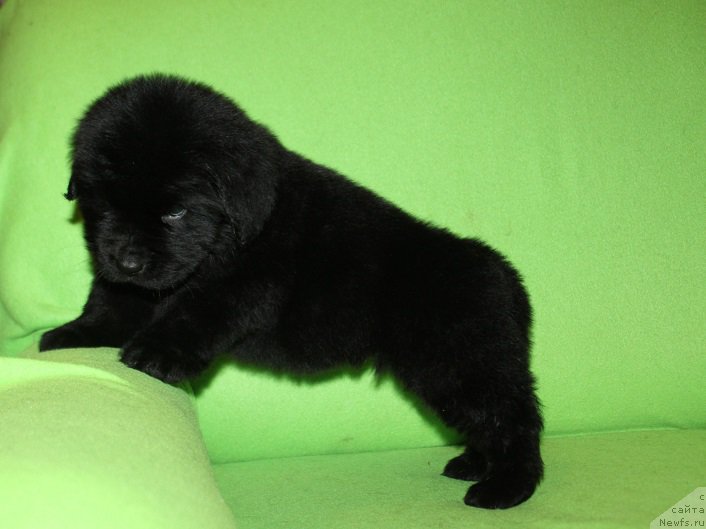 Фотография № 221063