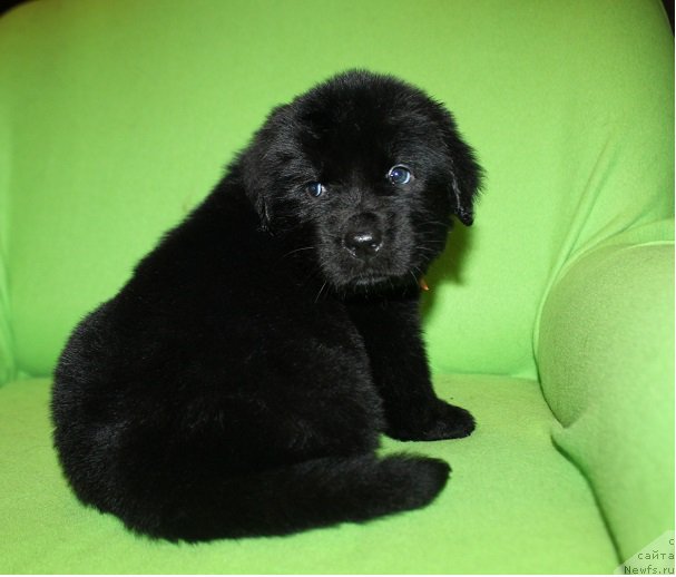 Фотография № 221064