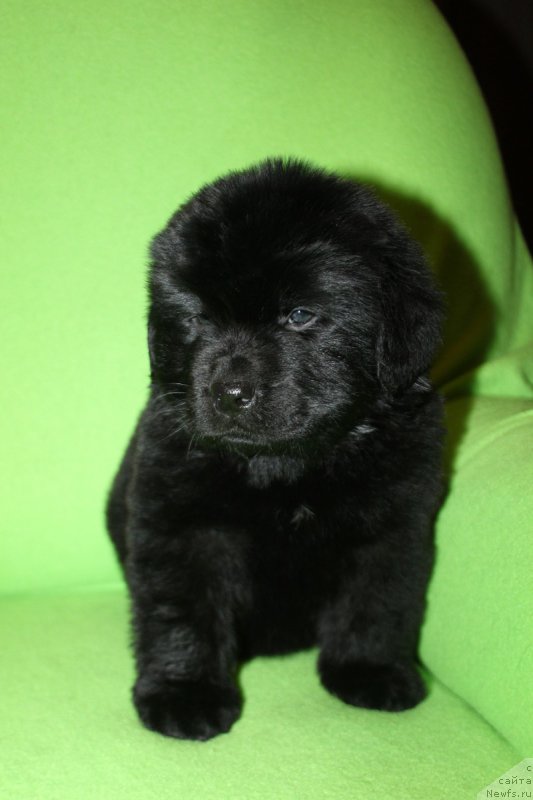 Фотография № 221066