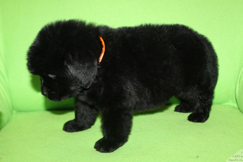 Фотография № 221067