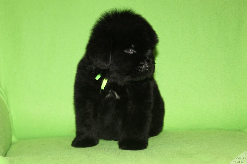 Фотография № 221072