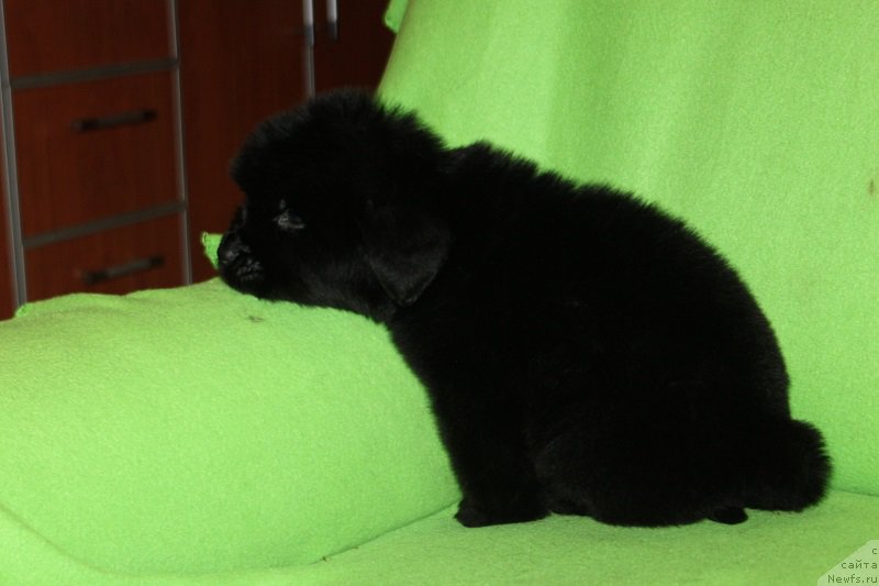 Фотография № 221074