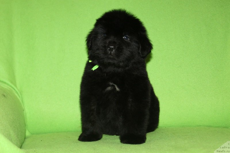 Фотография № 221075