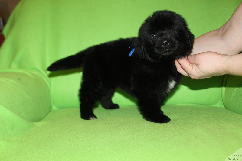 Фотография № 221081