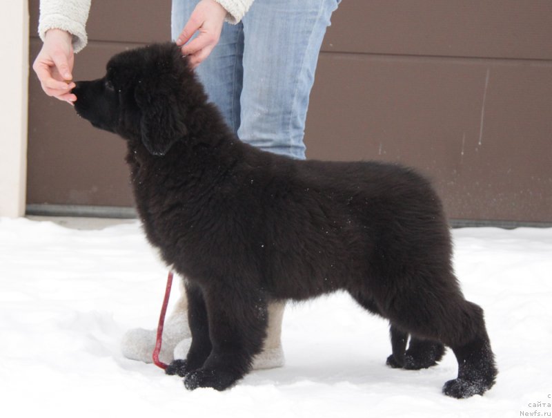 Фото: ньюфаундленд Аквиан Сонг Тесс