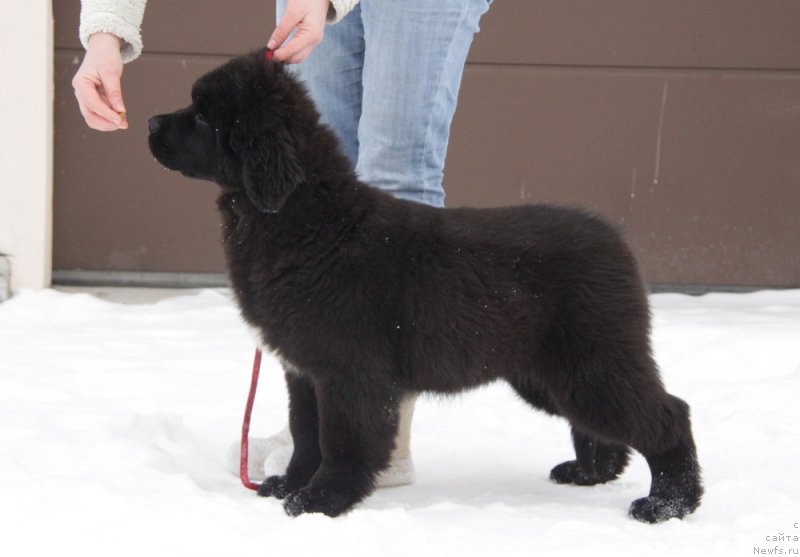 Фото: ньюфаундленд Аквиан Сонг Тесс