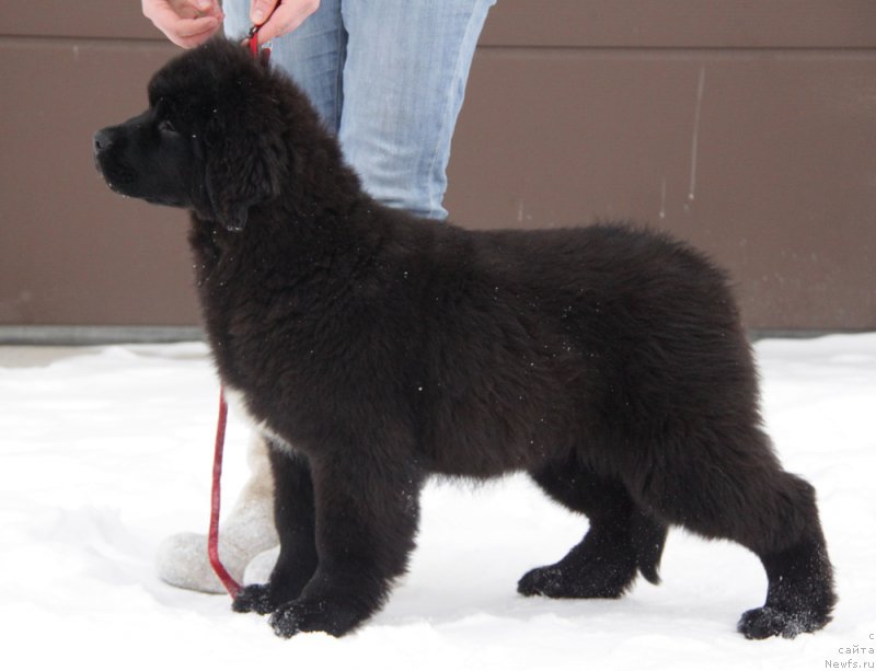 Фото: ньюфаундленд Аквиан Сонг Тесс
