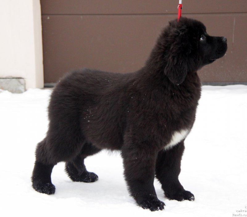 Фото: ньюфаундленд Аквиан Сонг Тесс