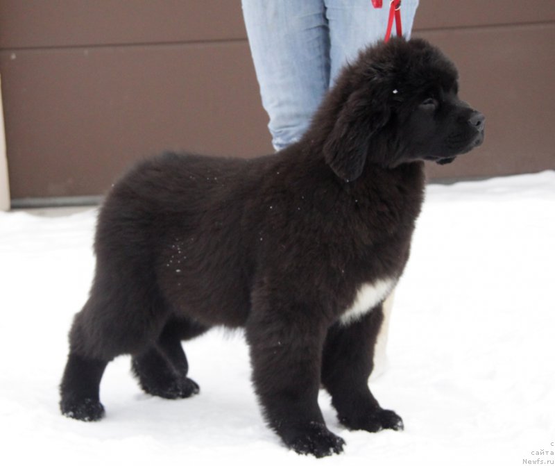 Фото: ньюфаундленд Аквиан Сонг Тесс