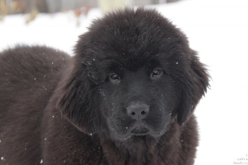 Фото: ньюфаундленд Аквиан Сонг Тесс