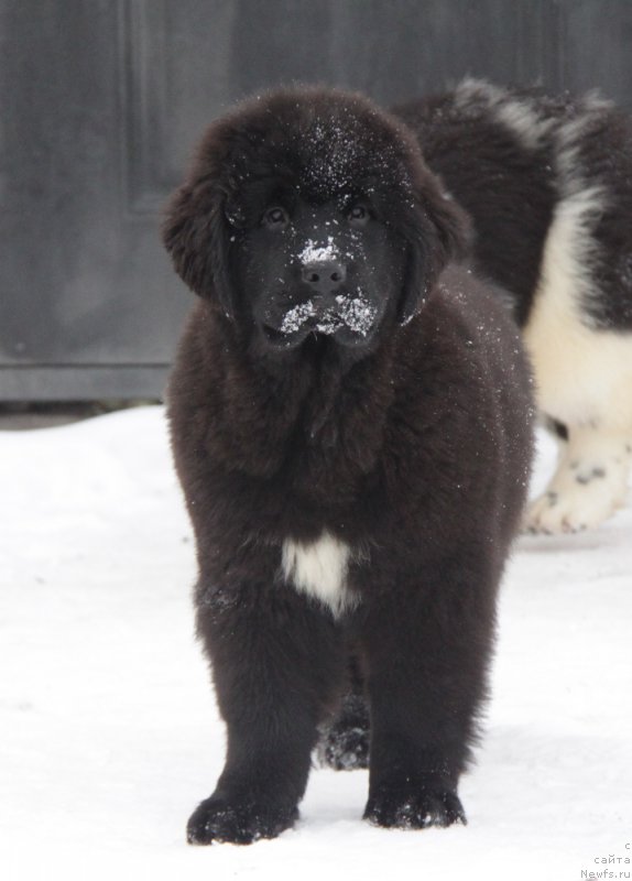 Фото: ньюфаундленд Аквиан Сонг Тесс
