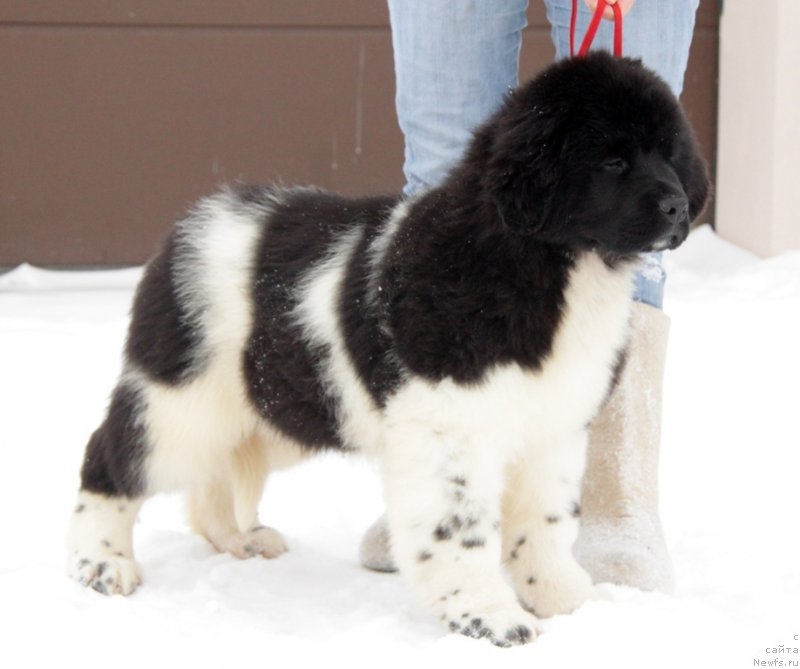 Фото: ньюфаундленд Аквиан Сонг Тревор