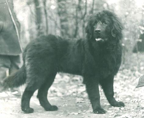 Фото: ньюфаундленд Огдэн