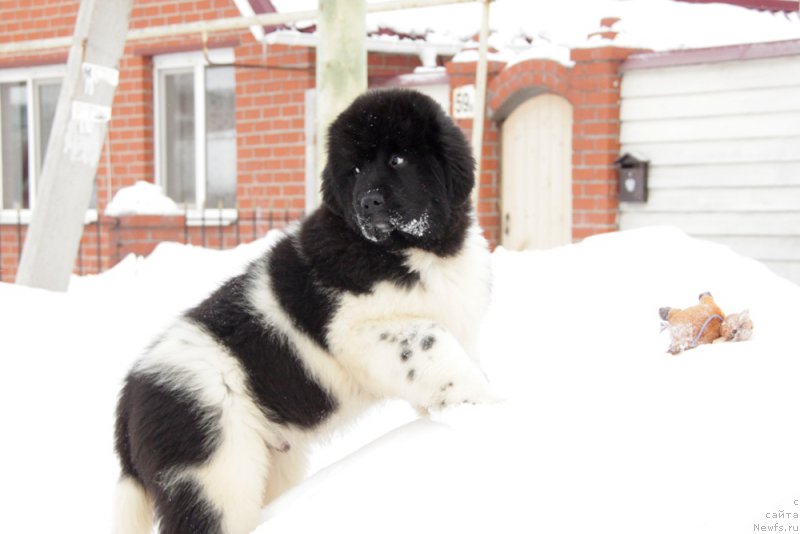 Фото: ньюфаундленд Аквиан Сонг Тревор