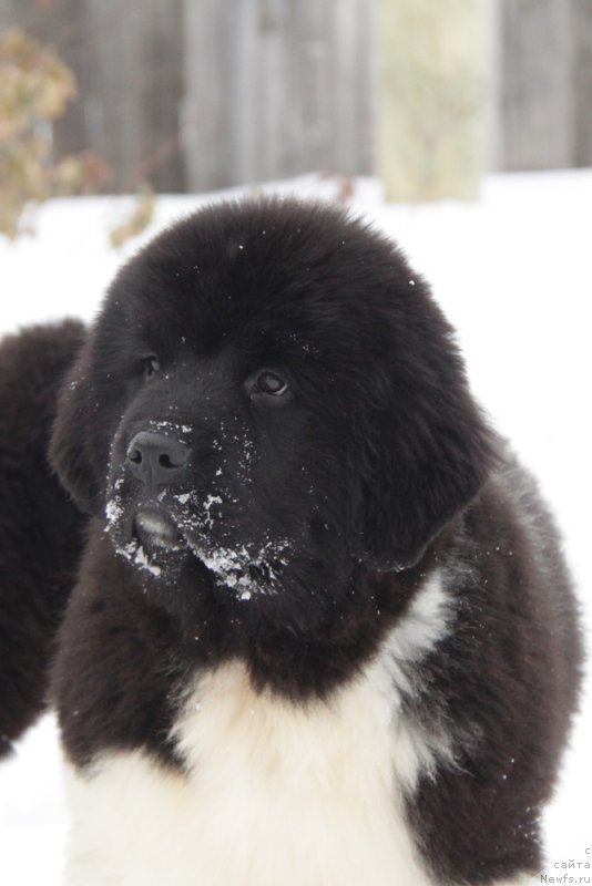 Фото: ньюфаундленд Аквиан Сонг Тревор