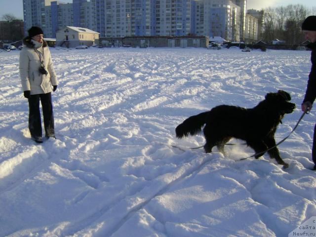 Фото: ньюфаундленд Амазонка Эми Чардишик
