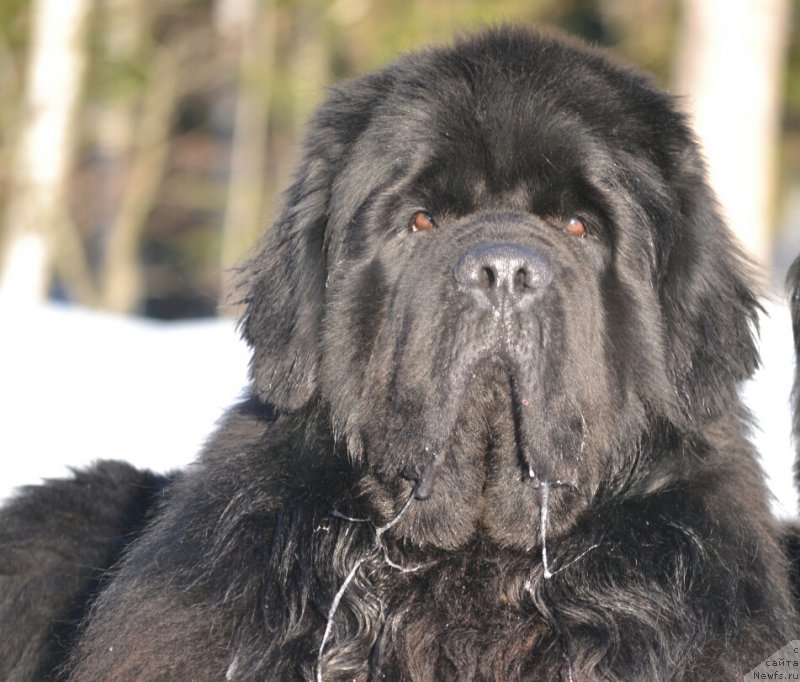 Фото: ньюфаундленд Назар Вятский Медведь (Nazar Vyatskiy Medved)