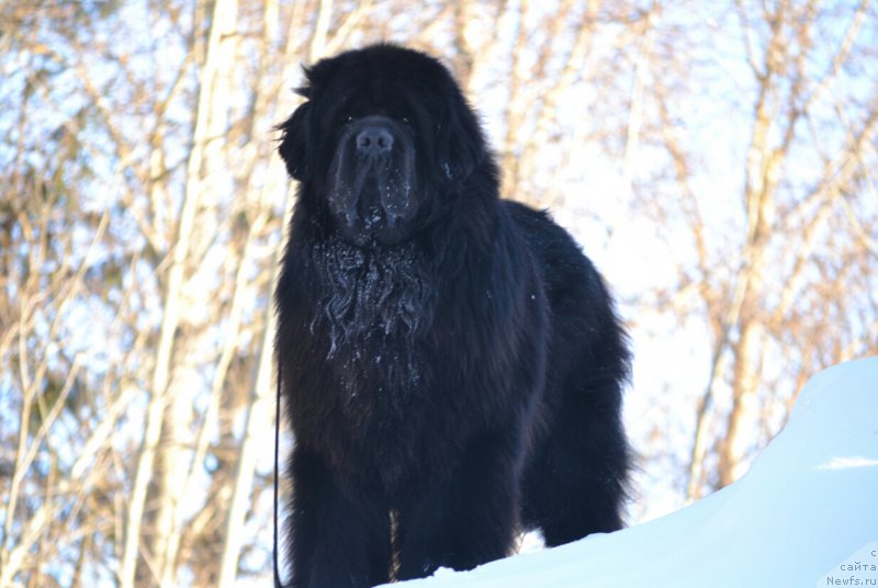 Фотография № 221136