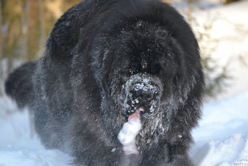 Фотография № 221138