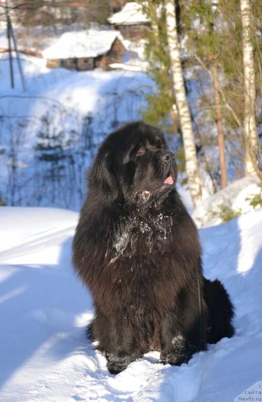 Фото: ньюфаундленд Назар Вятский Медведь (Nazar Vyatskiy Medved)