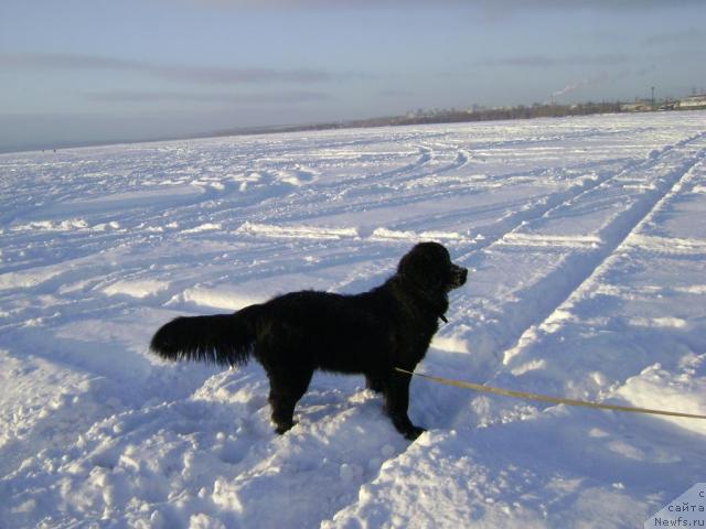 Фото: ньюфаундленд Амазонка Эми Чардишик