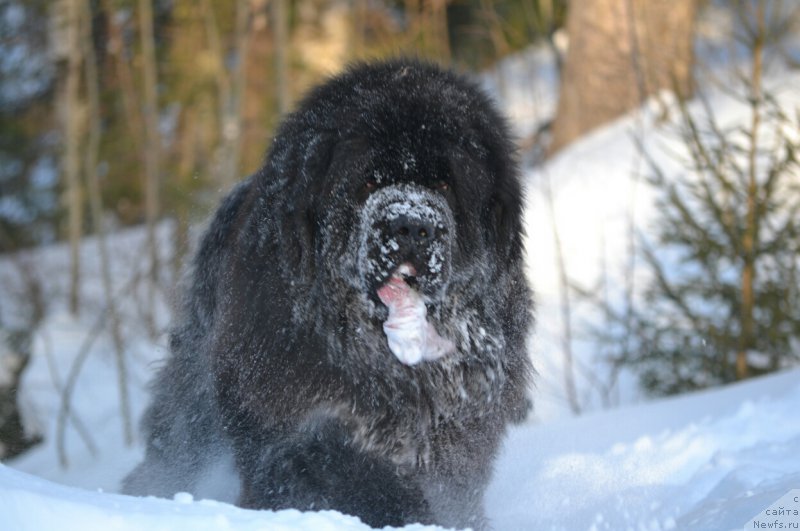 Фото: ньюфаундленд Назар Вятский Медведь (Nazar Vyatskiy Medved)