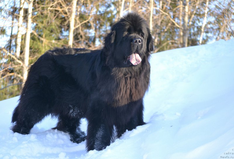 Фотография № 221143