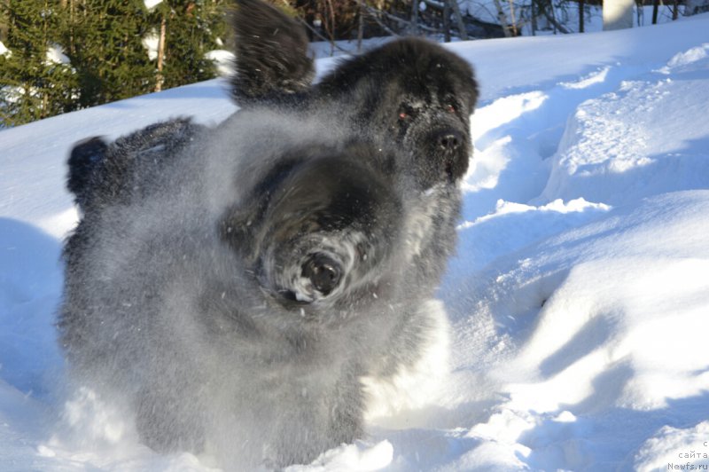 Фотография № 221145