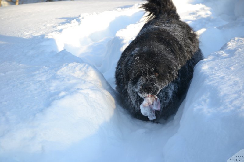 Фотография № 221146