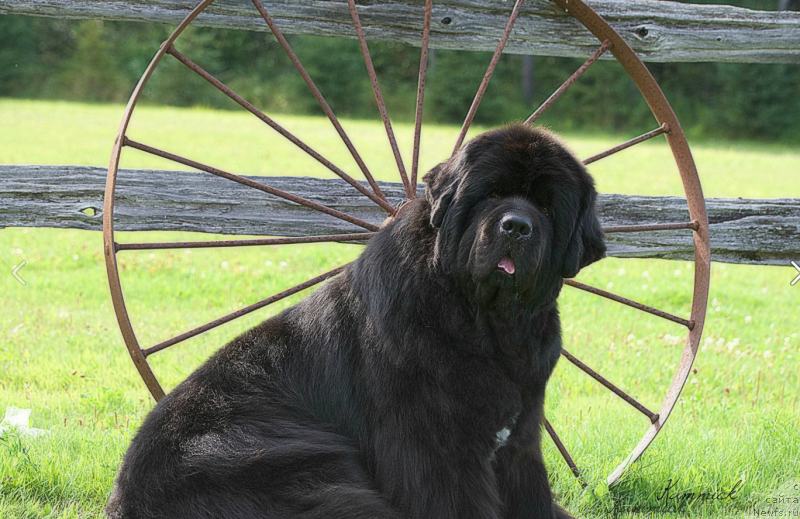 Фото: ньюфаундленд Sun Valleys Back In Black at Kammick