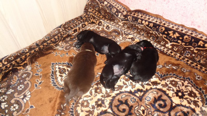 Фото: ньюфаундленд А Я Супер Премиум (A I Super Premium), ньюфаундленд Азалия Дитя Тьмы, ньюфаундленд Анариэль Лучик Удачи, ньюфаундленд Анфиса Звезда Пармы