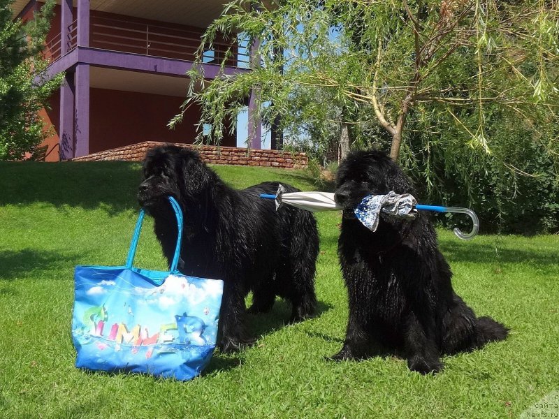 Фото: ньюфаундленд Женевьев Гарни Ледэн, ньюфаундленд Сент Джонс Улла для Кара Аюлар (Sent Djons Ulla for Kara Ayular)