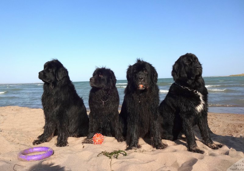 Фото: ньюфаундленд Женевьев Гарни Ледэн, ньюфаундленд Сент Джонс Улла для Кара Аюлар (Sent Djons Ulla for Kara Ayular), ньюфаундленд Ньюфорт Дивная Диана, ньюфаундленд Голден Стар Дреам