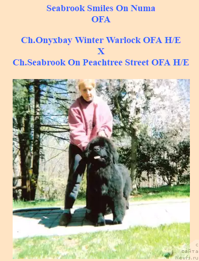 Фото: ньюфаундленд Seabrooks Smiles On Numa