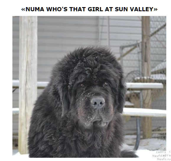 Фото: ньюфаундленд Numas Who's That Girl at Sun Valley