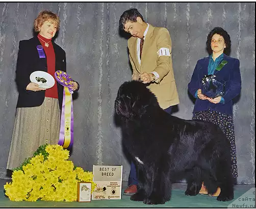 Фото: ньюфаундленд Pouch Cove's Call of the Wild