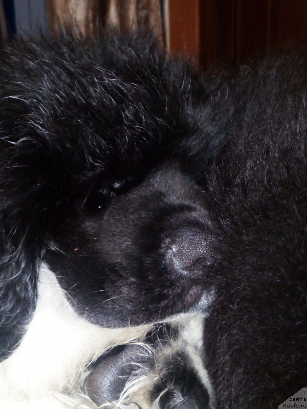 Фото: ньюфаундленд Ровена Вайт Левадо