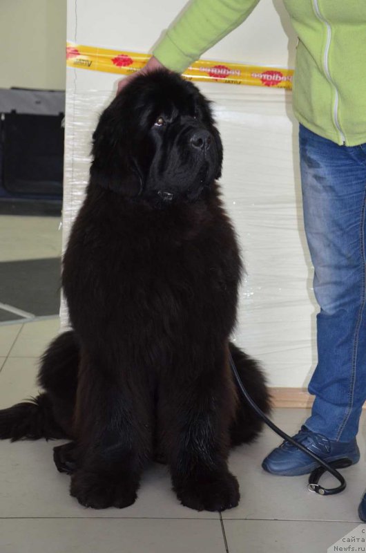 Фотография № 221215