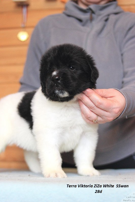 Фотография № 221219