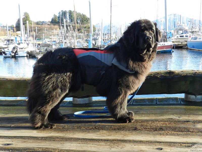 Фото: ньюфаундленд Черная Мафия Ангел Амонг Ус (Chernaya Mafia Аngel Among Us)