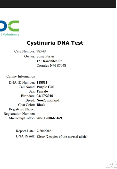 Фото: ньюфаундленд Callistos Black Tulip