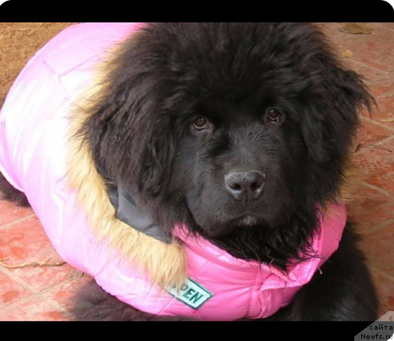 Фото: ньюфаундленд Dalkens Callisto Capri