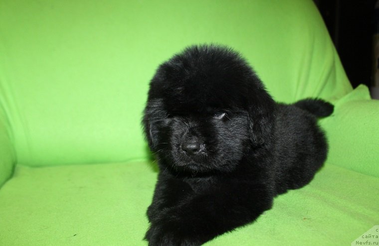 Фотография № 221233