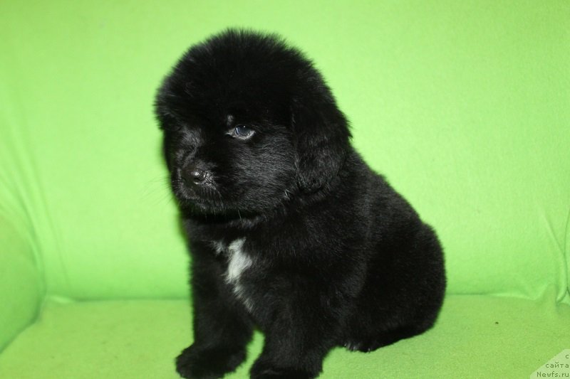 Фотография № 221234