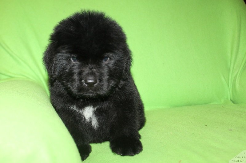 Фотография № 221235